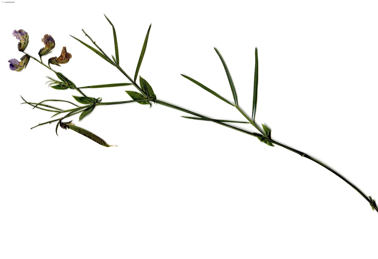 Lathyrus linifolius var. linifolius (Fabaceae)